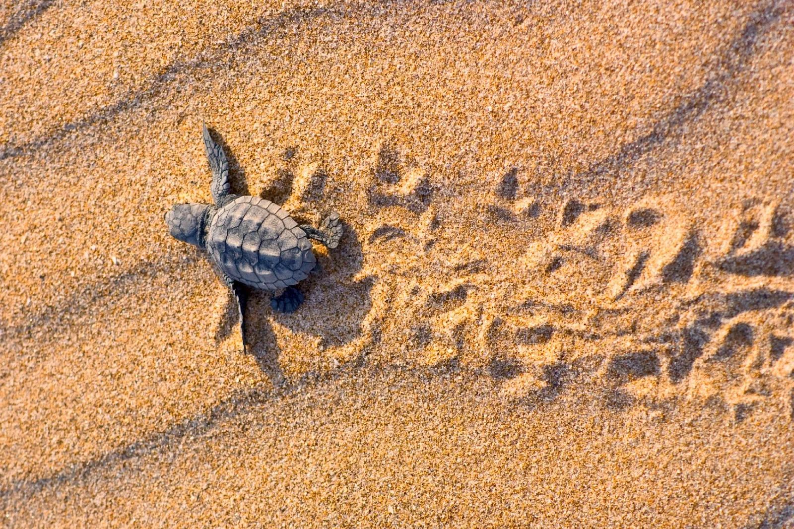 Turtle watching